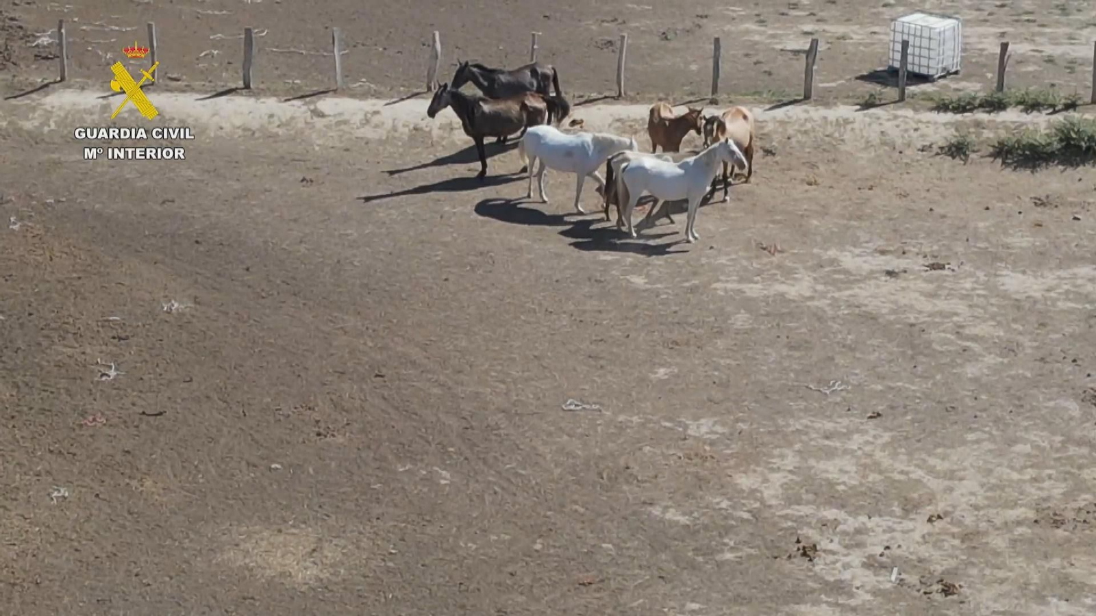 M019 ZARAGOZA OP GC MALTRATO CABALLOS FINCAS.Duplicate frame 1536