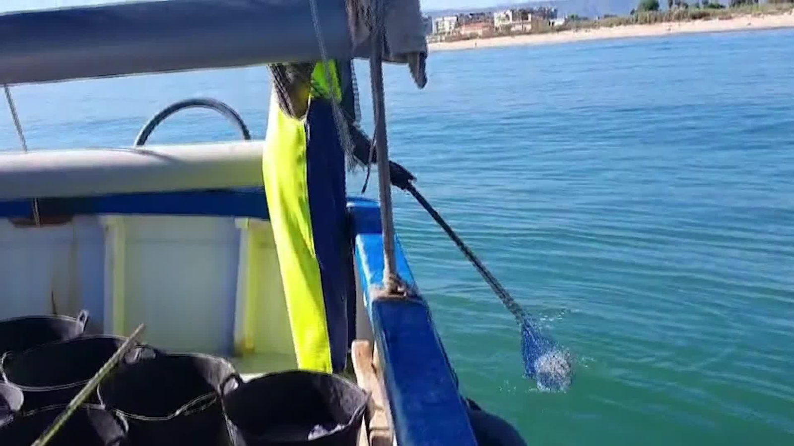 L016-EDI VALENCIA RECOGIDA MEDUSAS