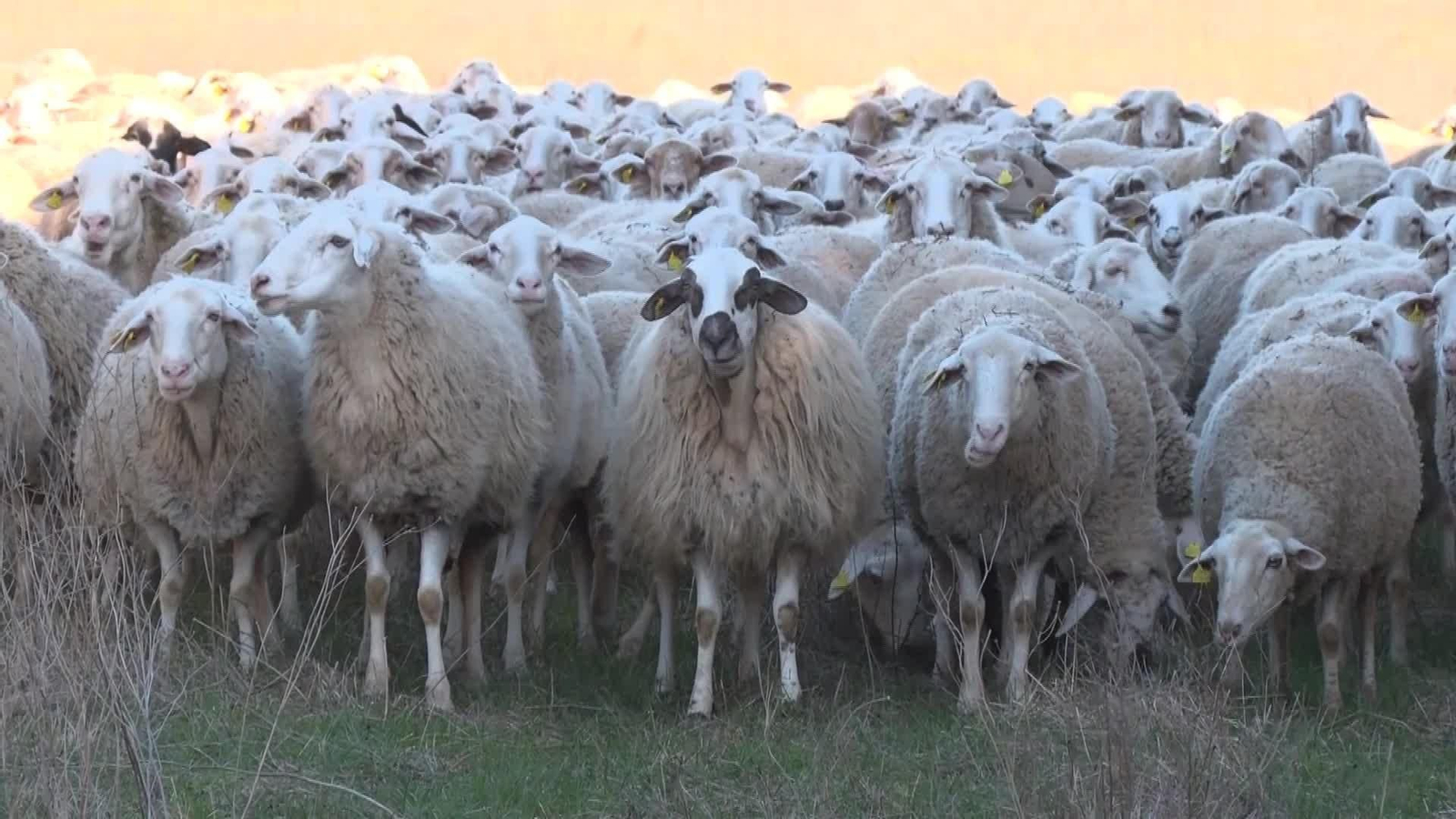 X006-EDI LA RIOJA REBAÑOS ENTRE PANELES SOLARES