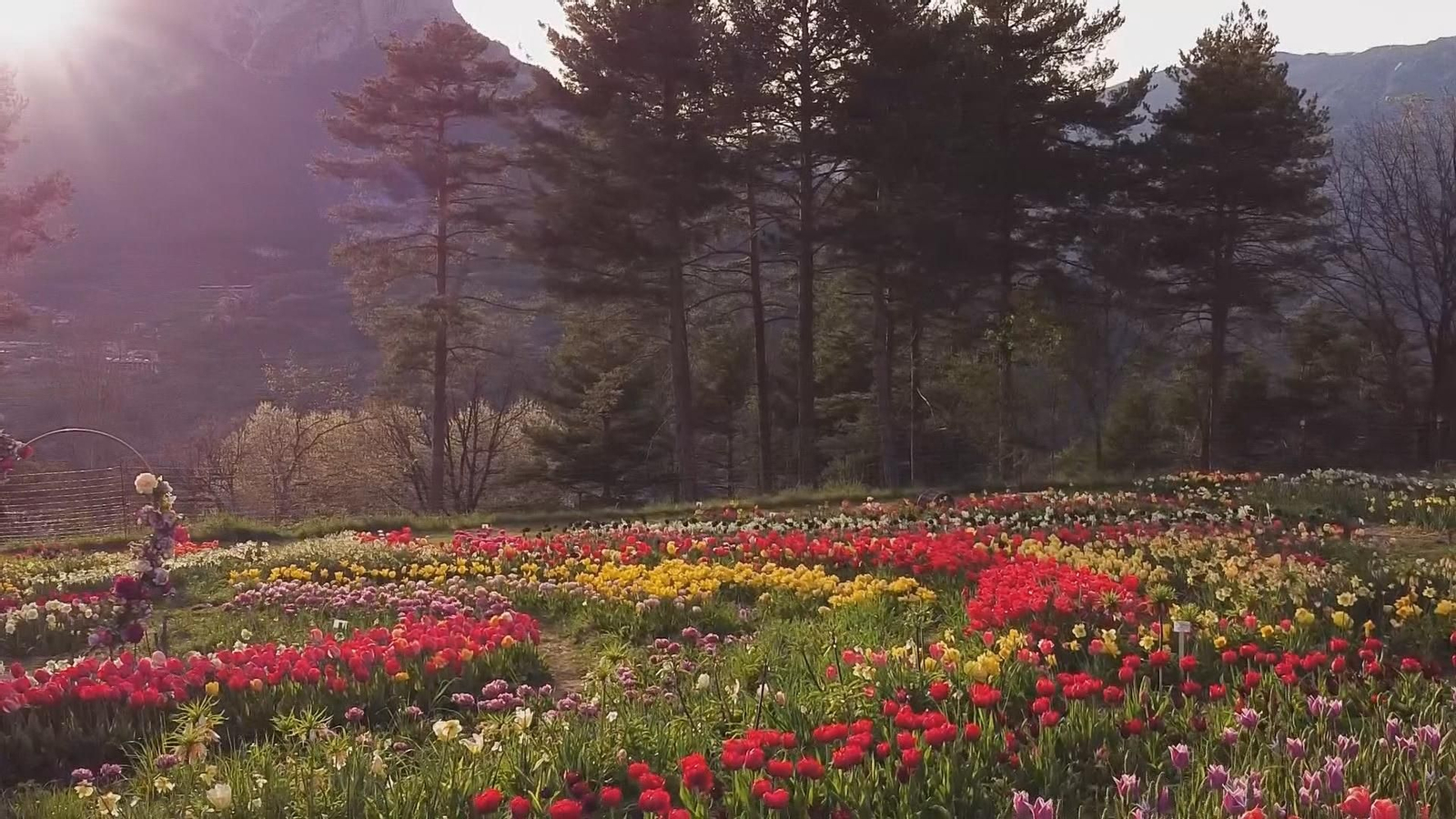 web tulipanes.Duplicate frame 382