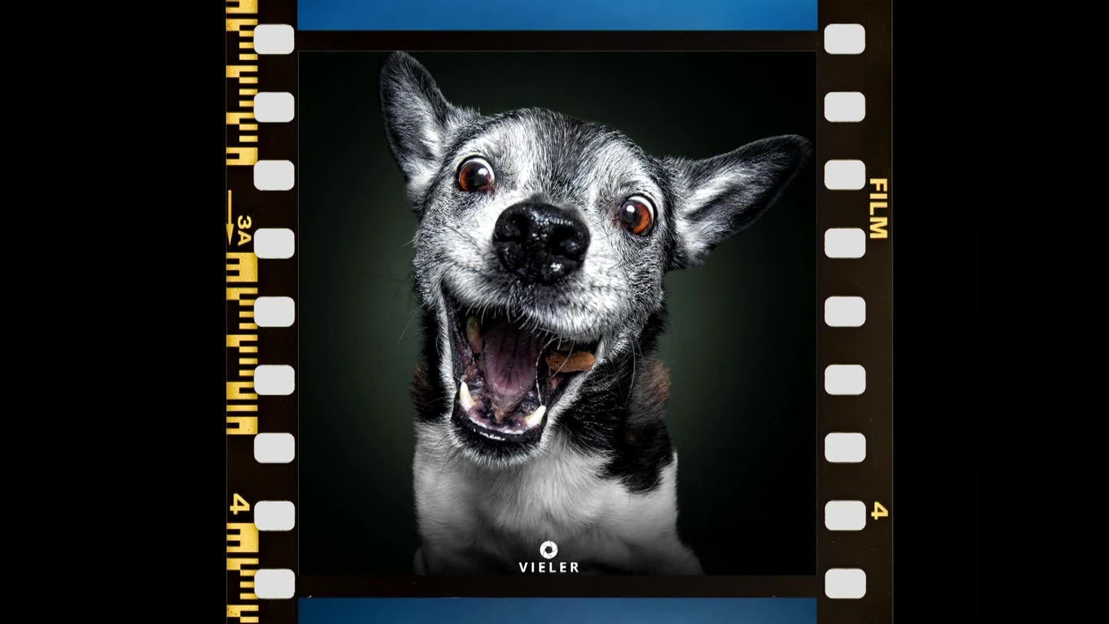 web fotografo perros