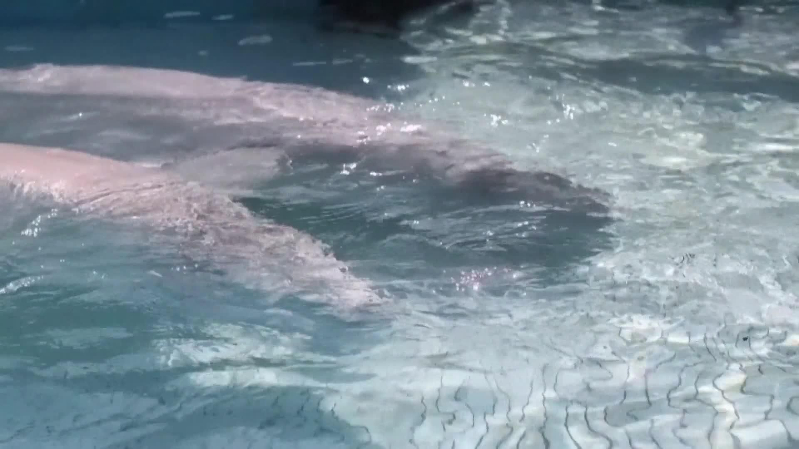 va rescate ballena