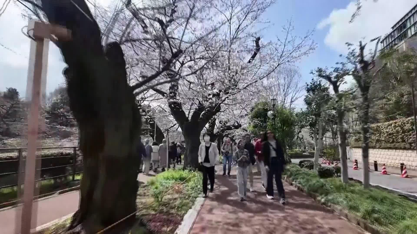 V008-JAPÓN CEREZOS EN FLOR