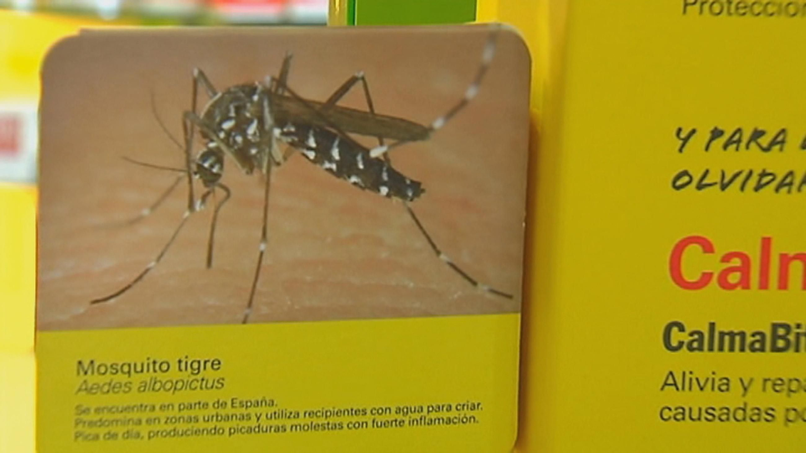 dengue
