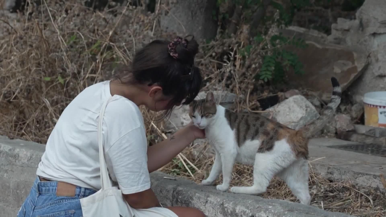 web gatos atenas aguantan ola calor OK