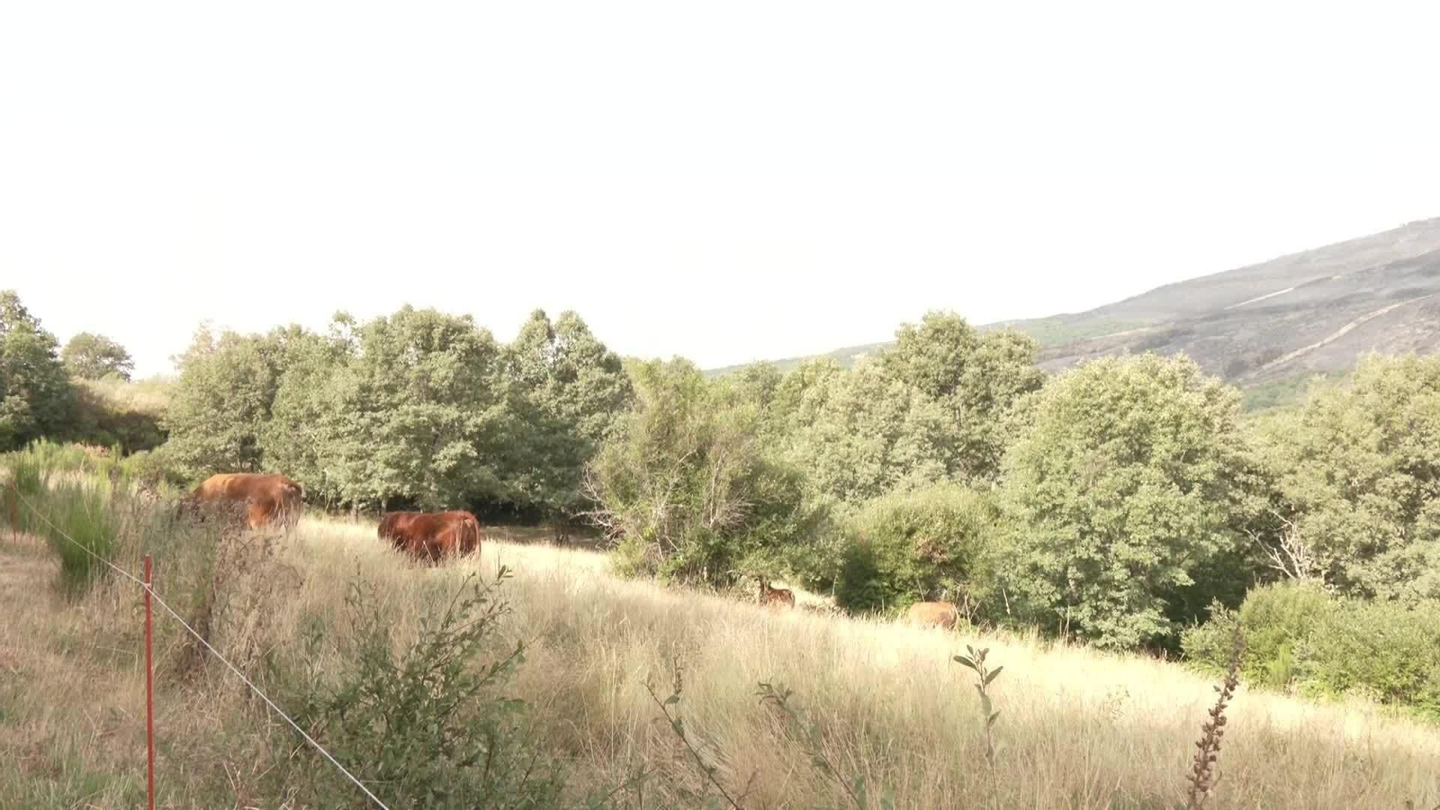 D026-ZAMORA SEGUIMIENTO INCENDIO PORTO DE SANABRIA