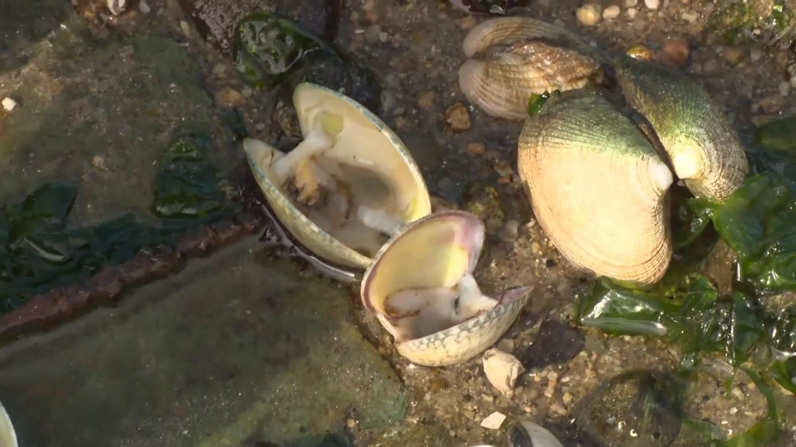 web borrascas y navajas