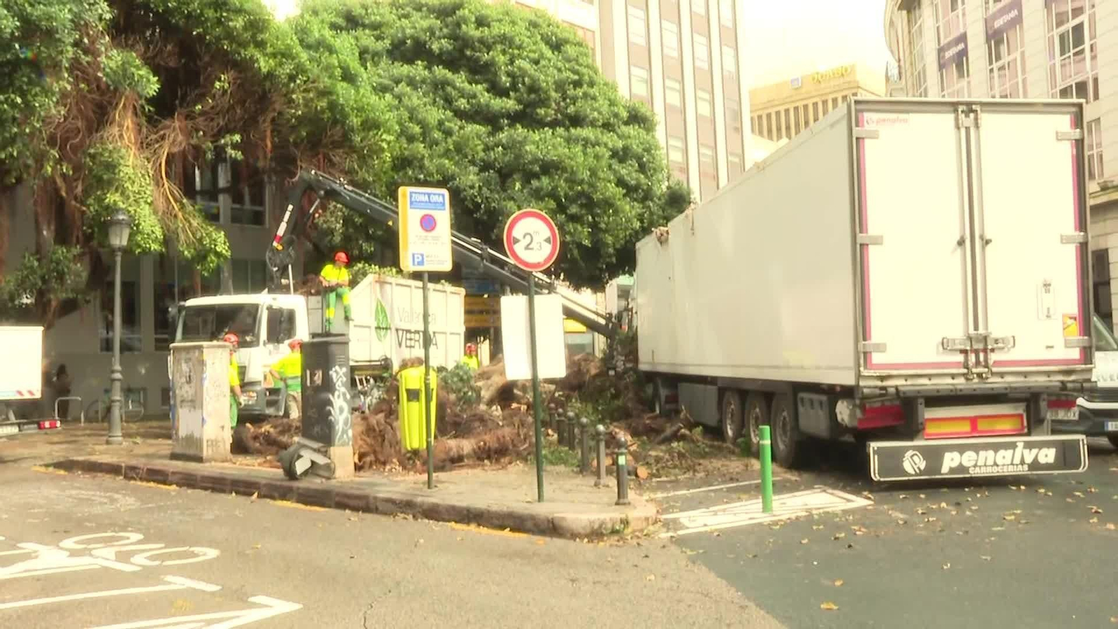 V073-VALENCIA ARBOL CAIDO