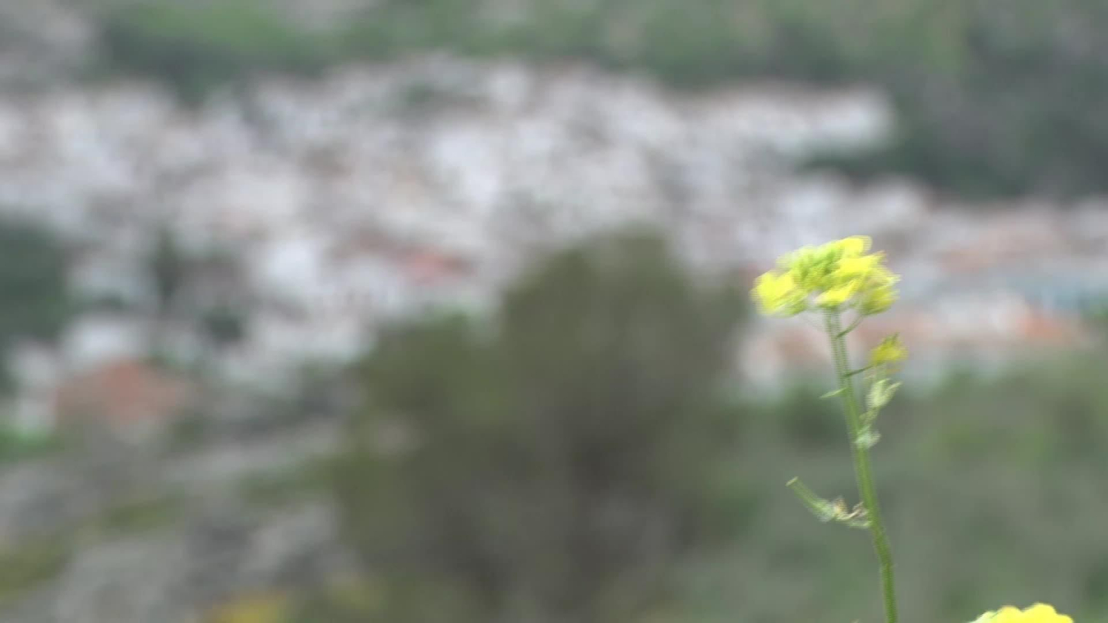 M033-MALAGA PUEBLO PARAISO FISCAL