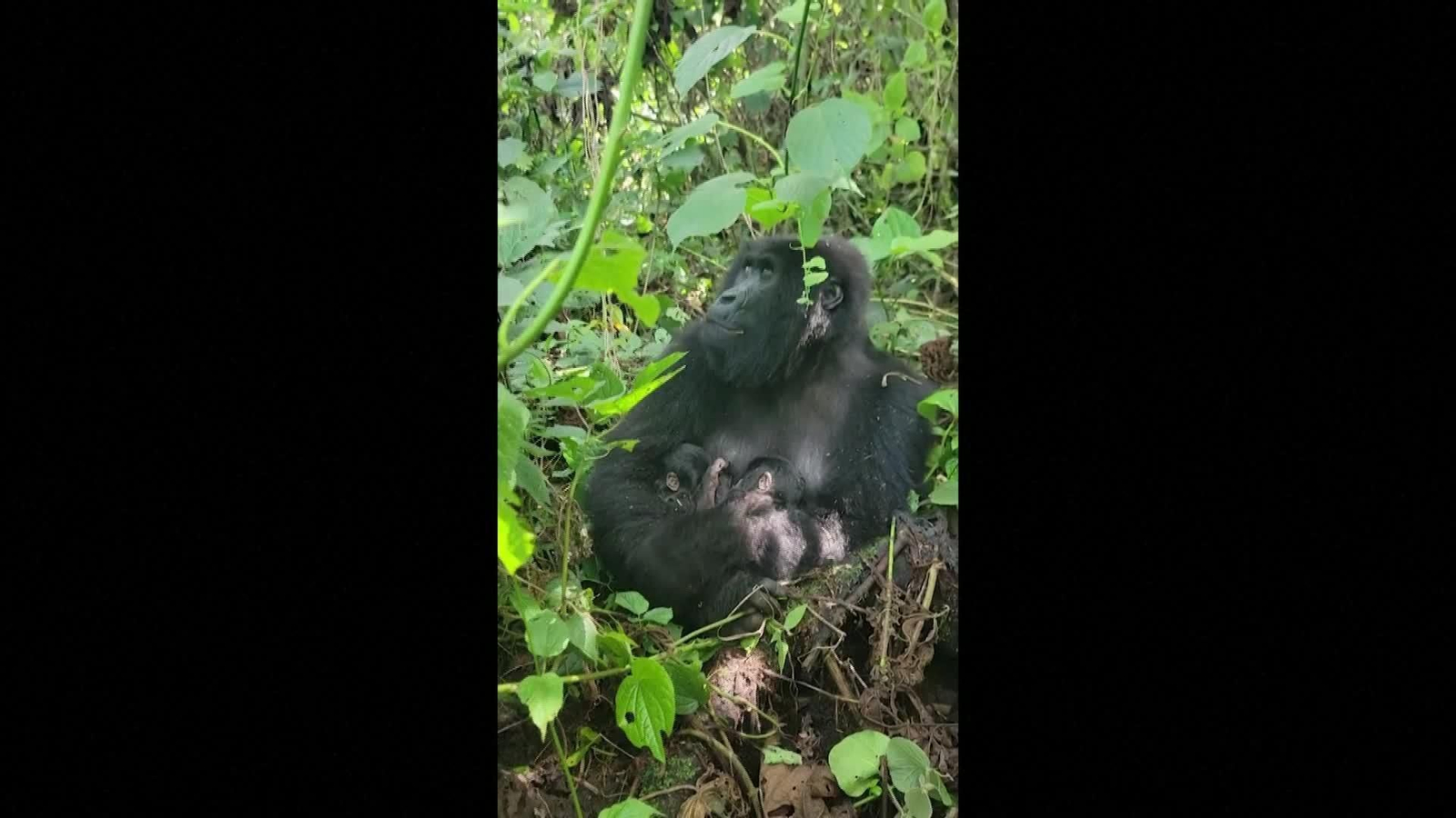 X059-CONGO NACEN GEMELOS GORILAS