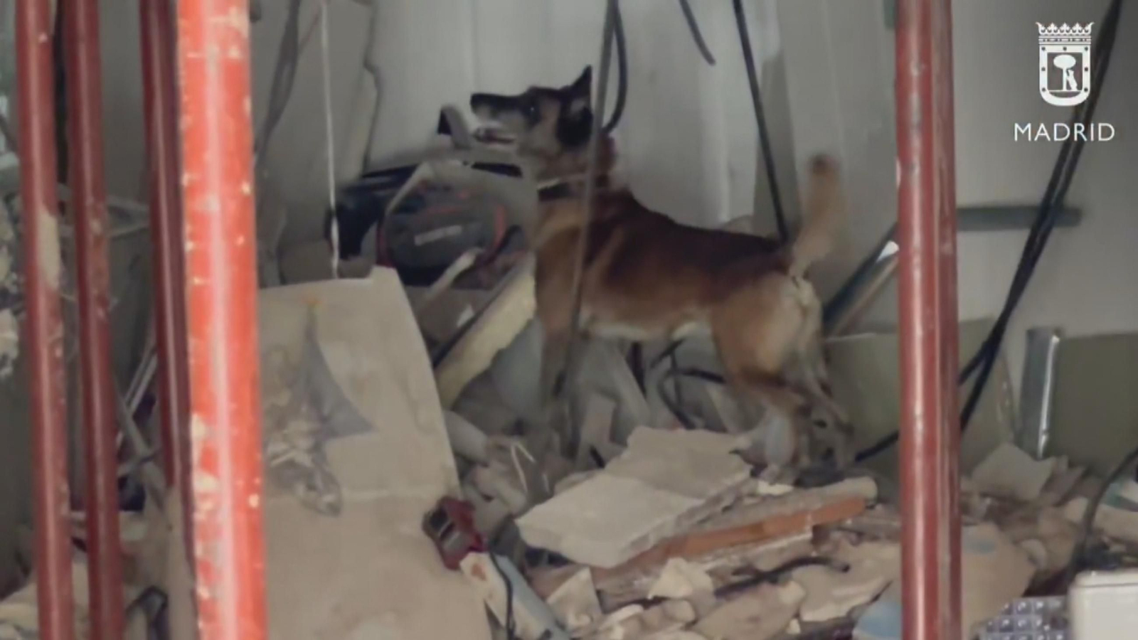 Perro