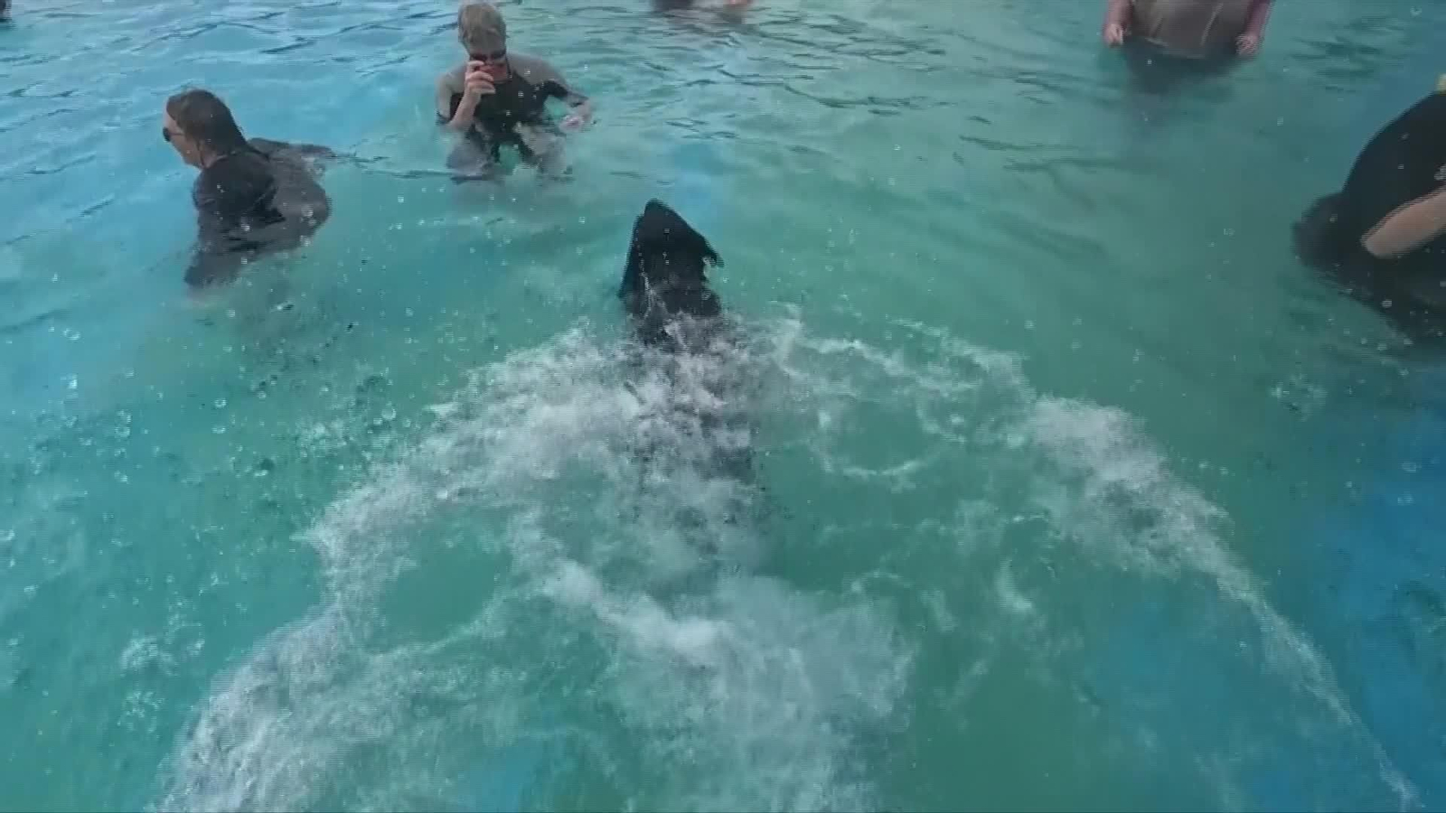 D006-REINO UNIDO PISCINA PARA PERROS