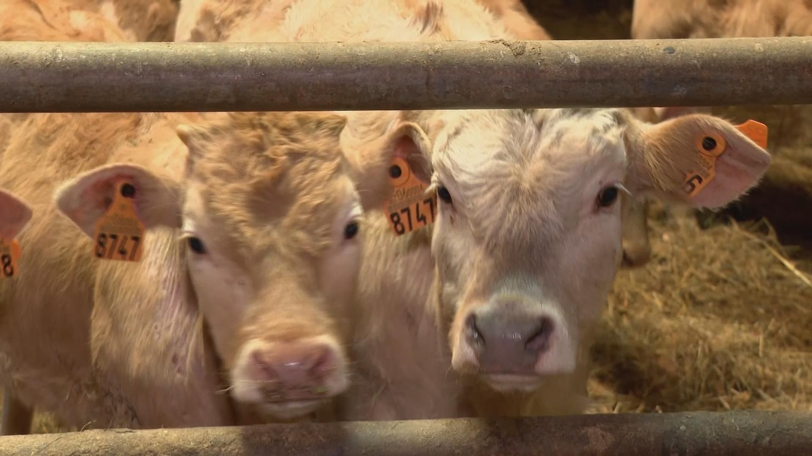 La tuberculosis ha llegado a Cantabria afectando a varias ganaderías