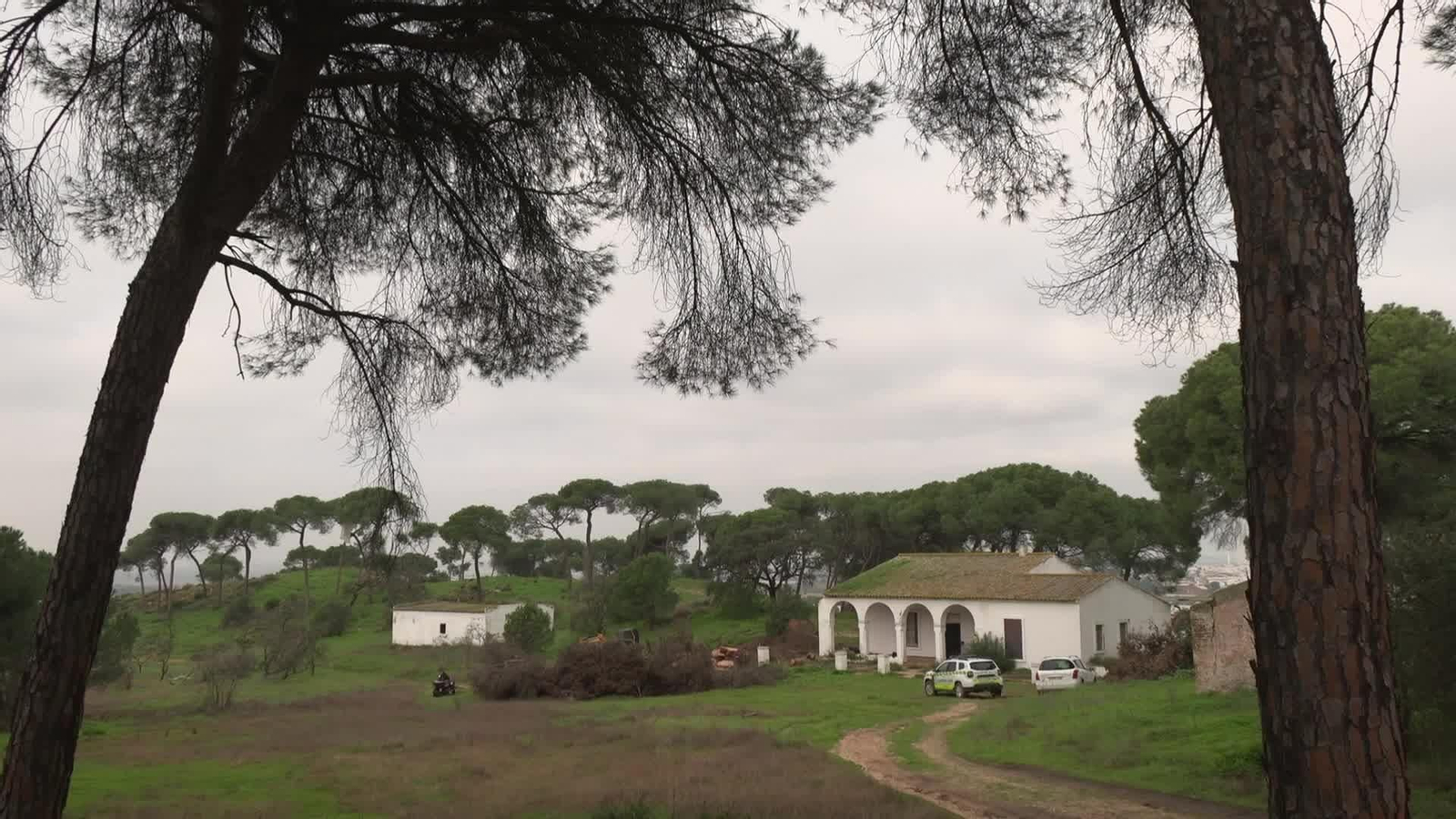 J041-SEVILLA TALA PINO PLATERO