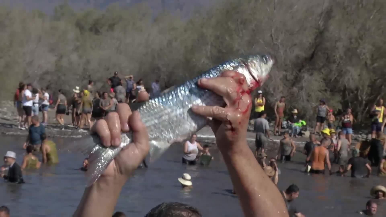 va fiesta el charco