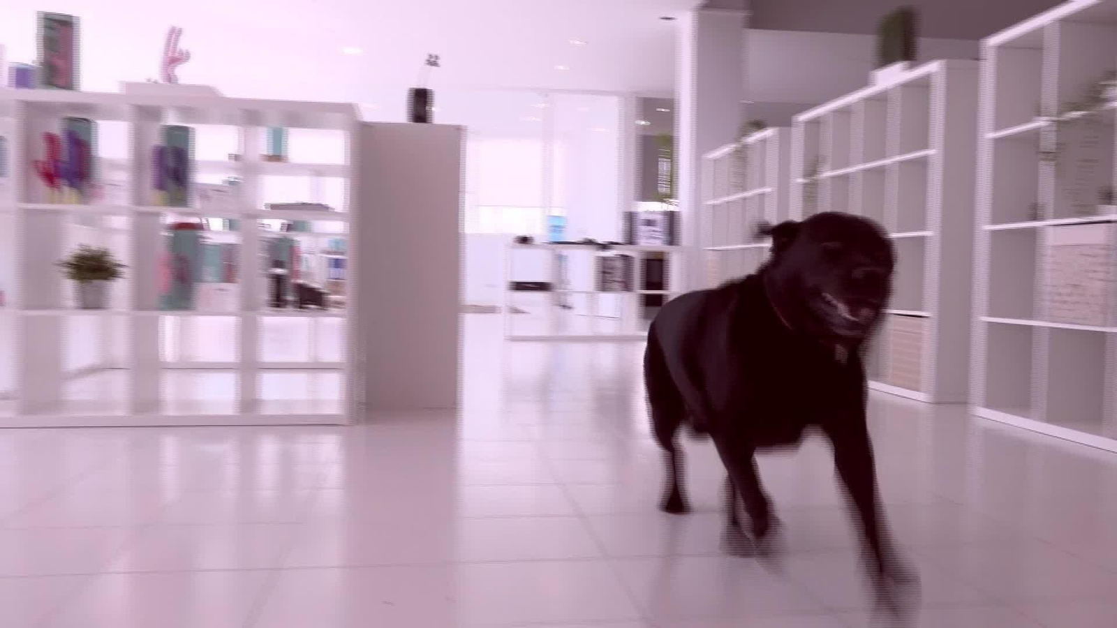 X002-EDI ALICANTE PERROS EN LA OFICINA