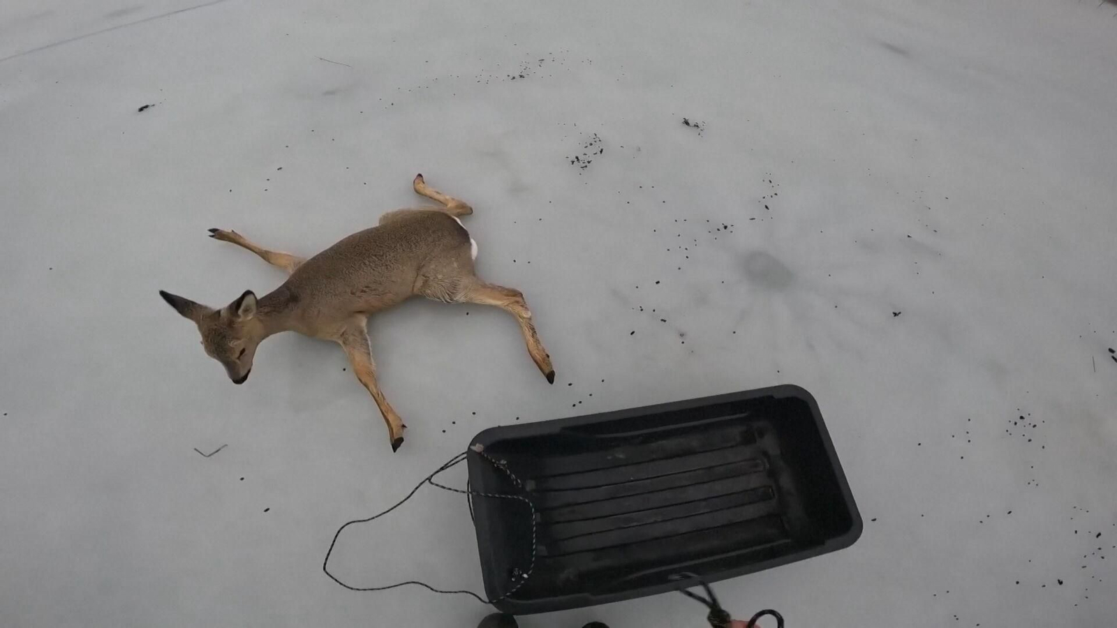 va corzos rescatados