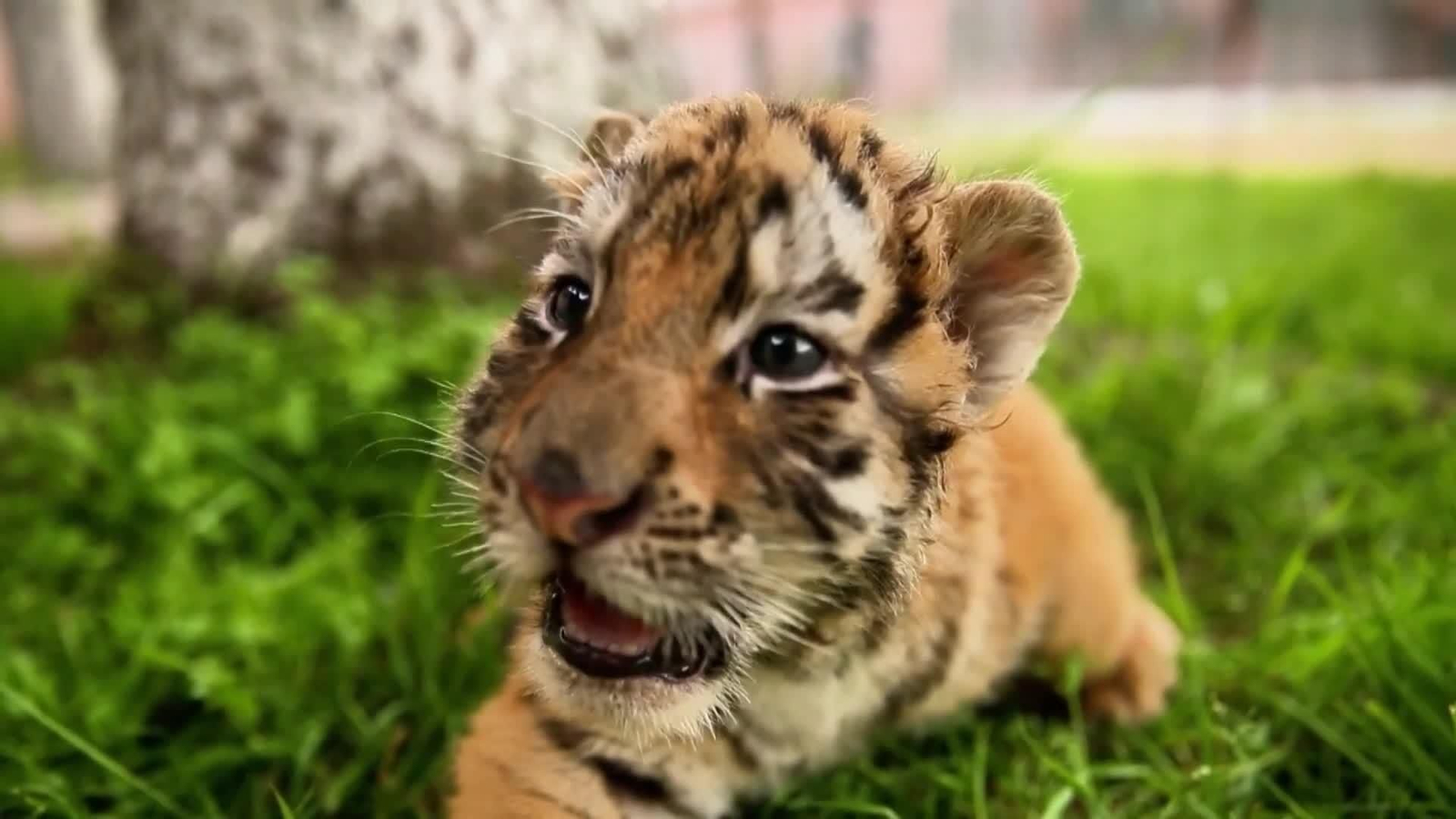 va cachorros tigre
