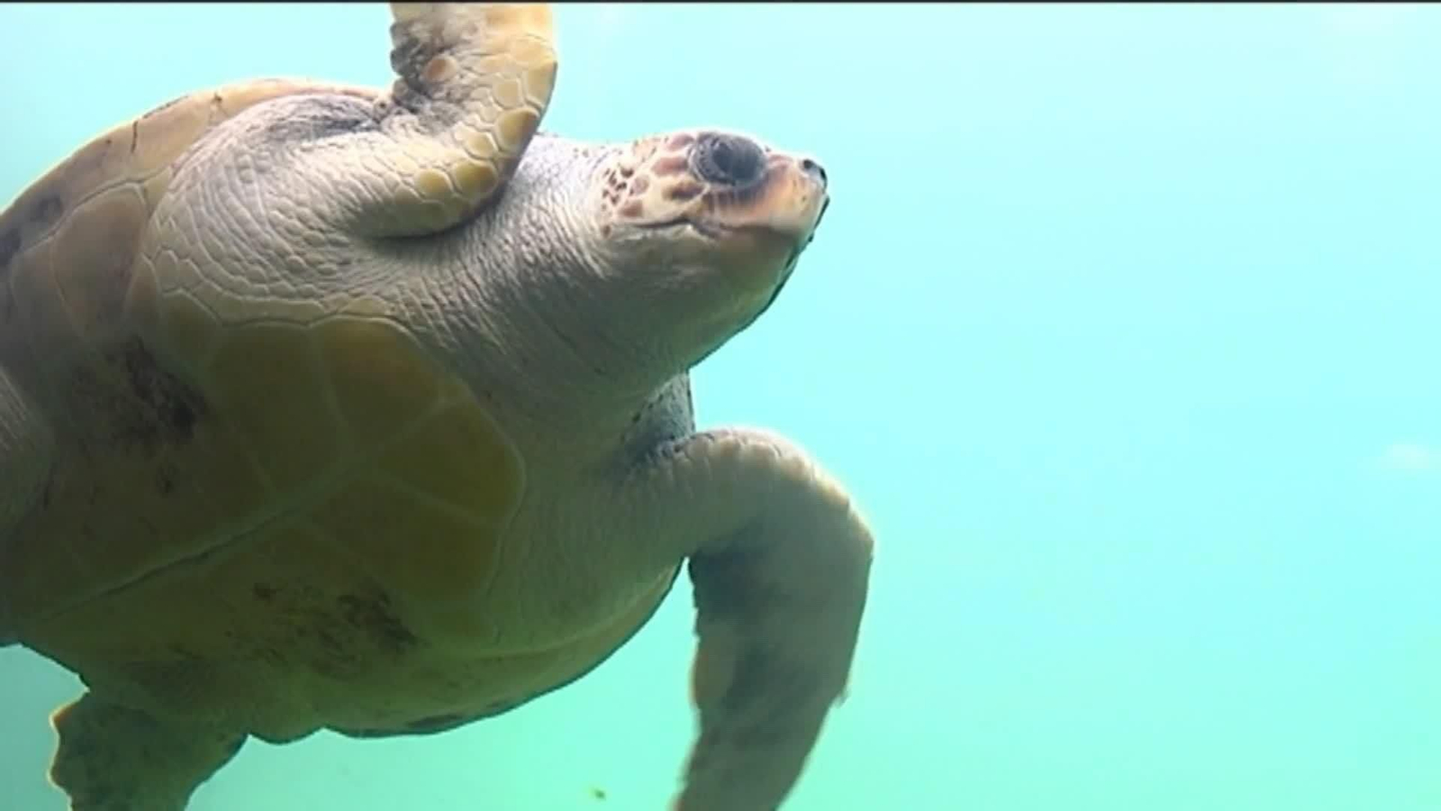 va tortugas bobas en denia