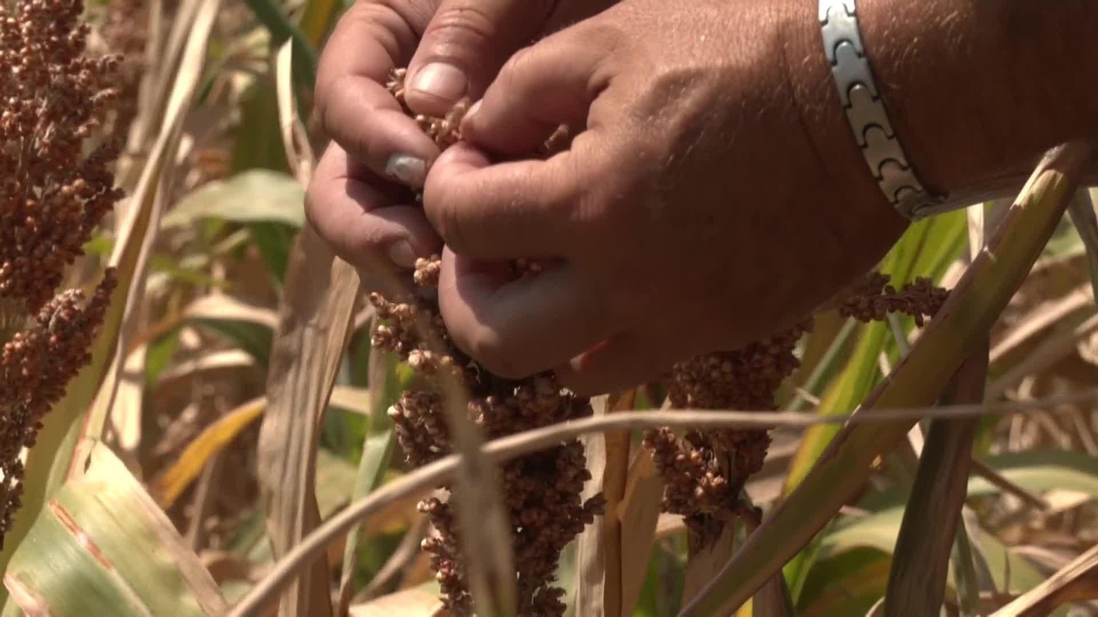 El cultivo del sorgo triunfa como solución a la sequía