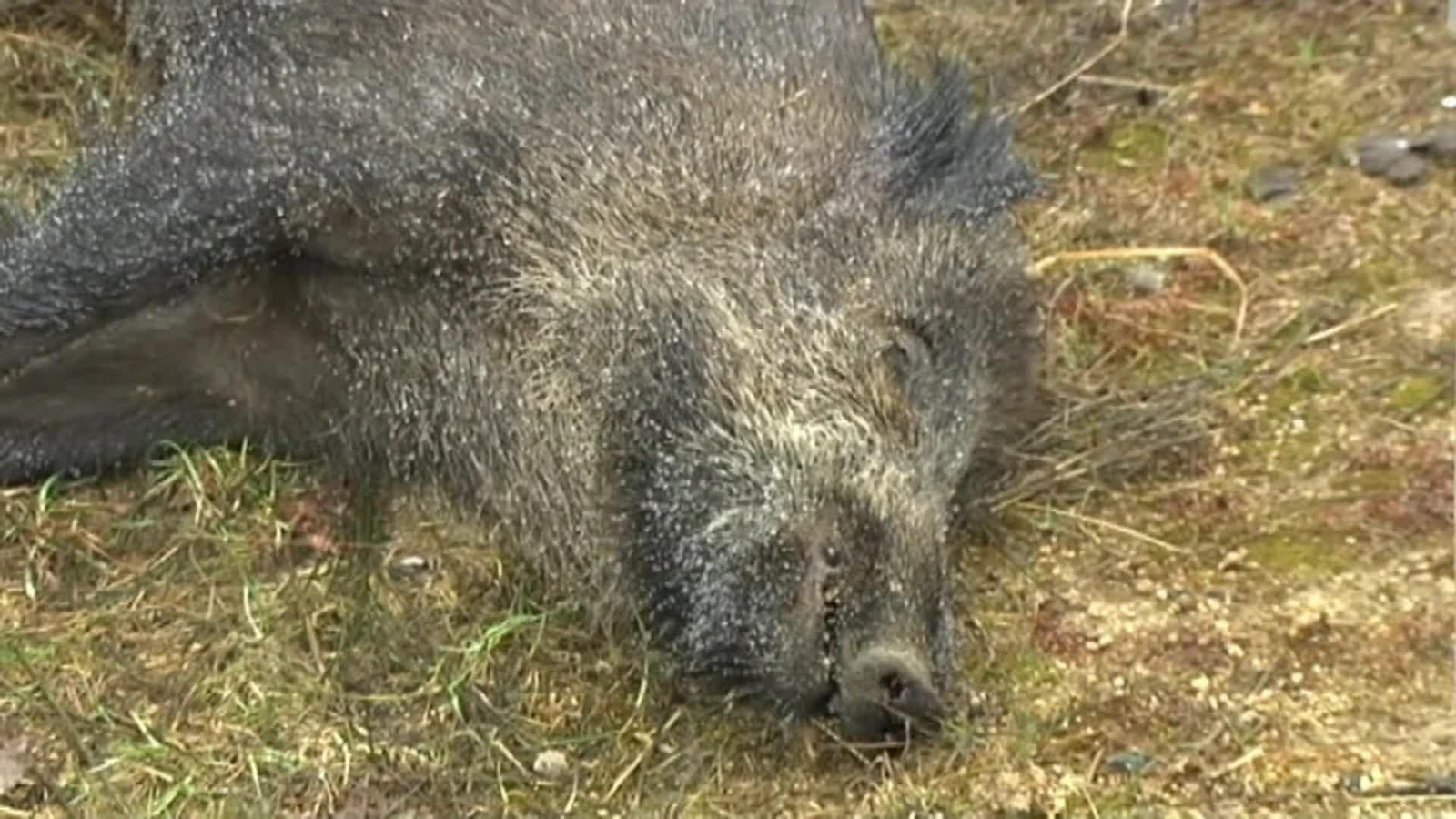 web novedades porcina