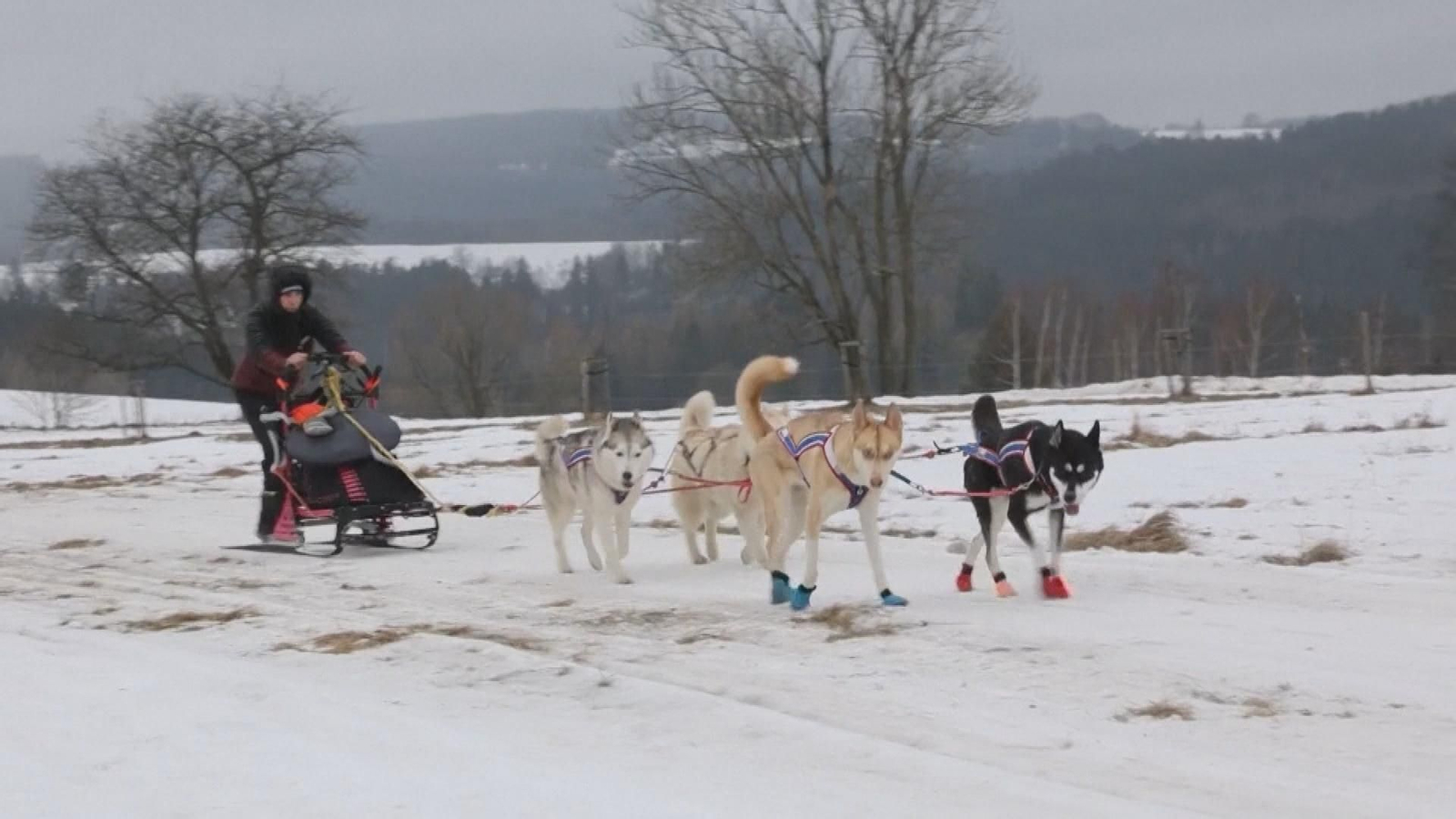 Carrera de trineos tirados por perros