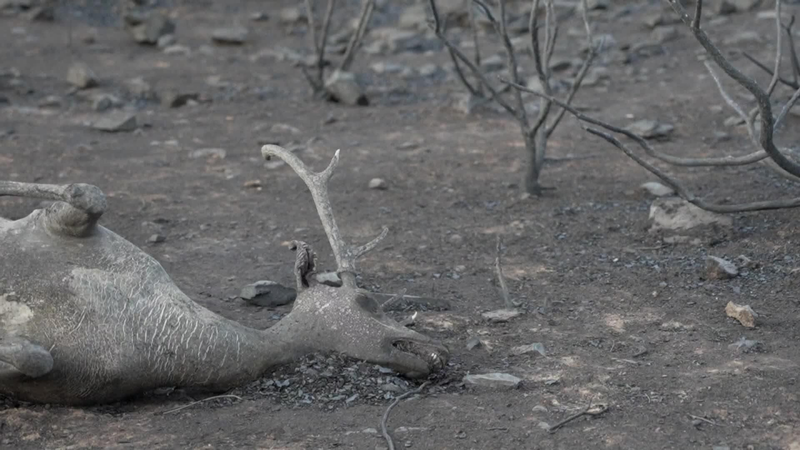 va animales muertos el tiemblo