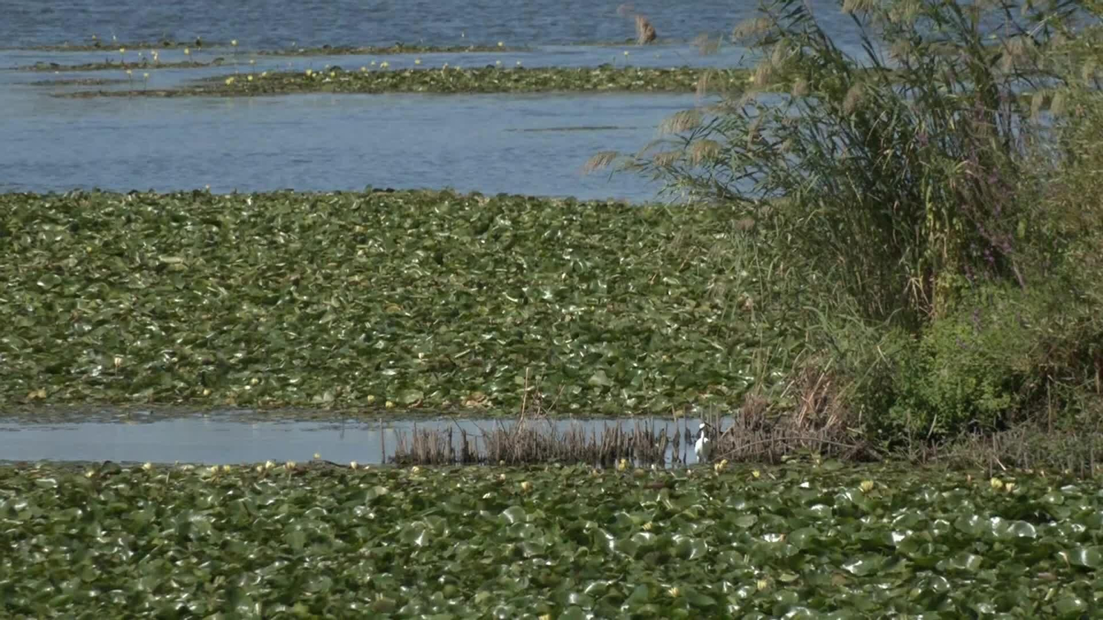 D023-BADAJOZ INVASION NENUFARES EN EL GUADIANA