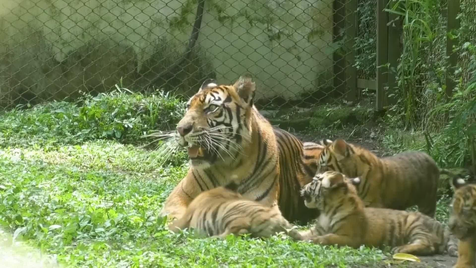 va tigres sumatra