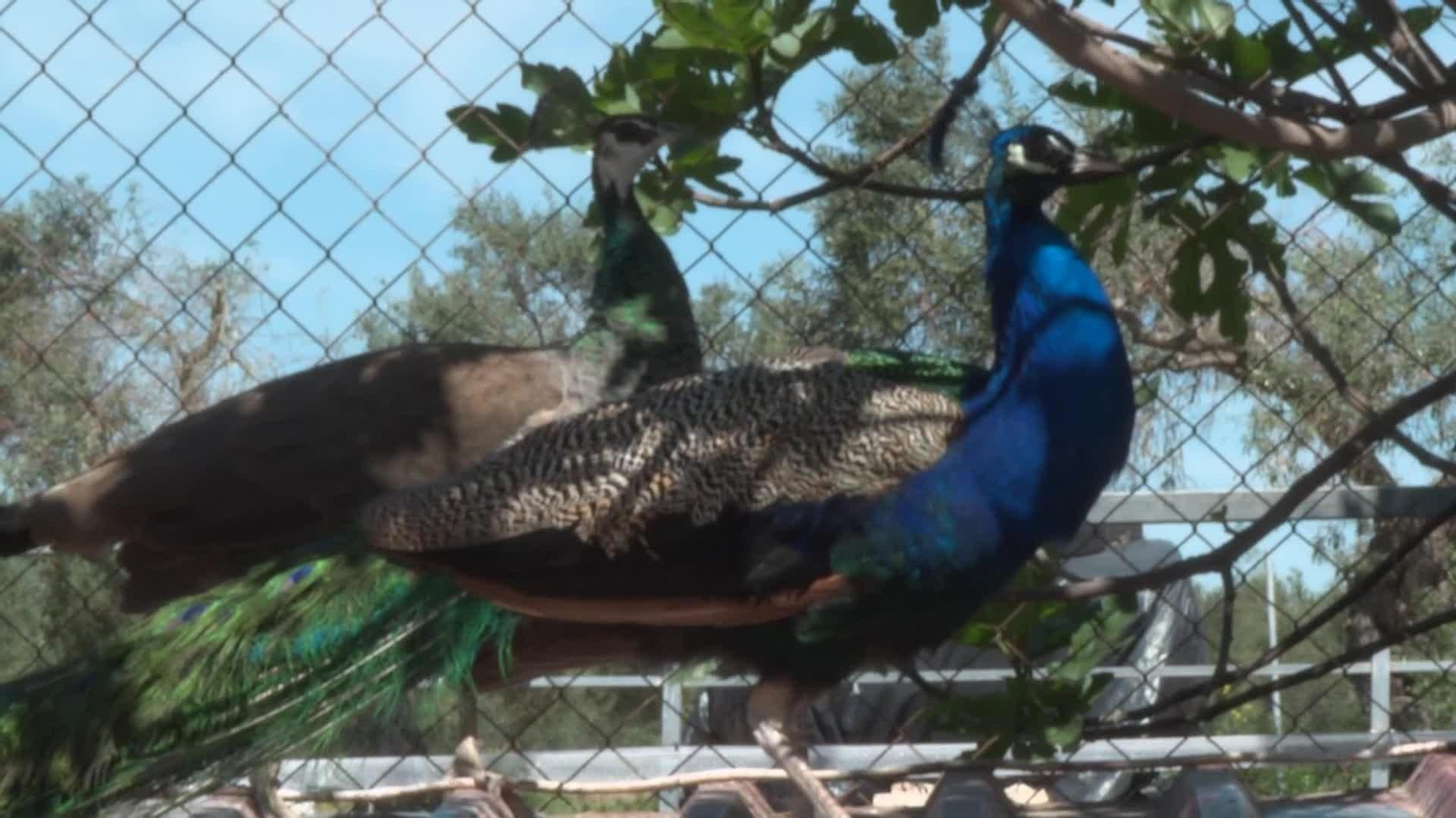web jet lag en la granja