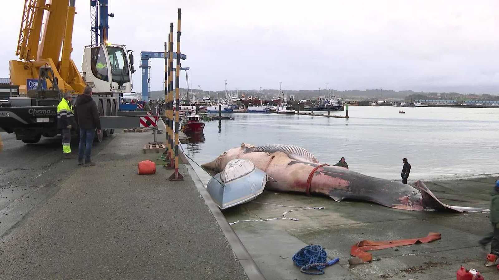 M035-A CORUÑA RETIRADA BALLENA MUERTA PUERTO