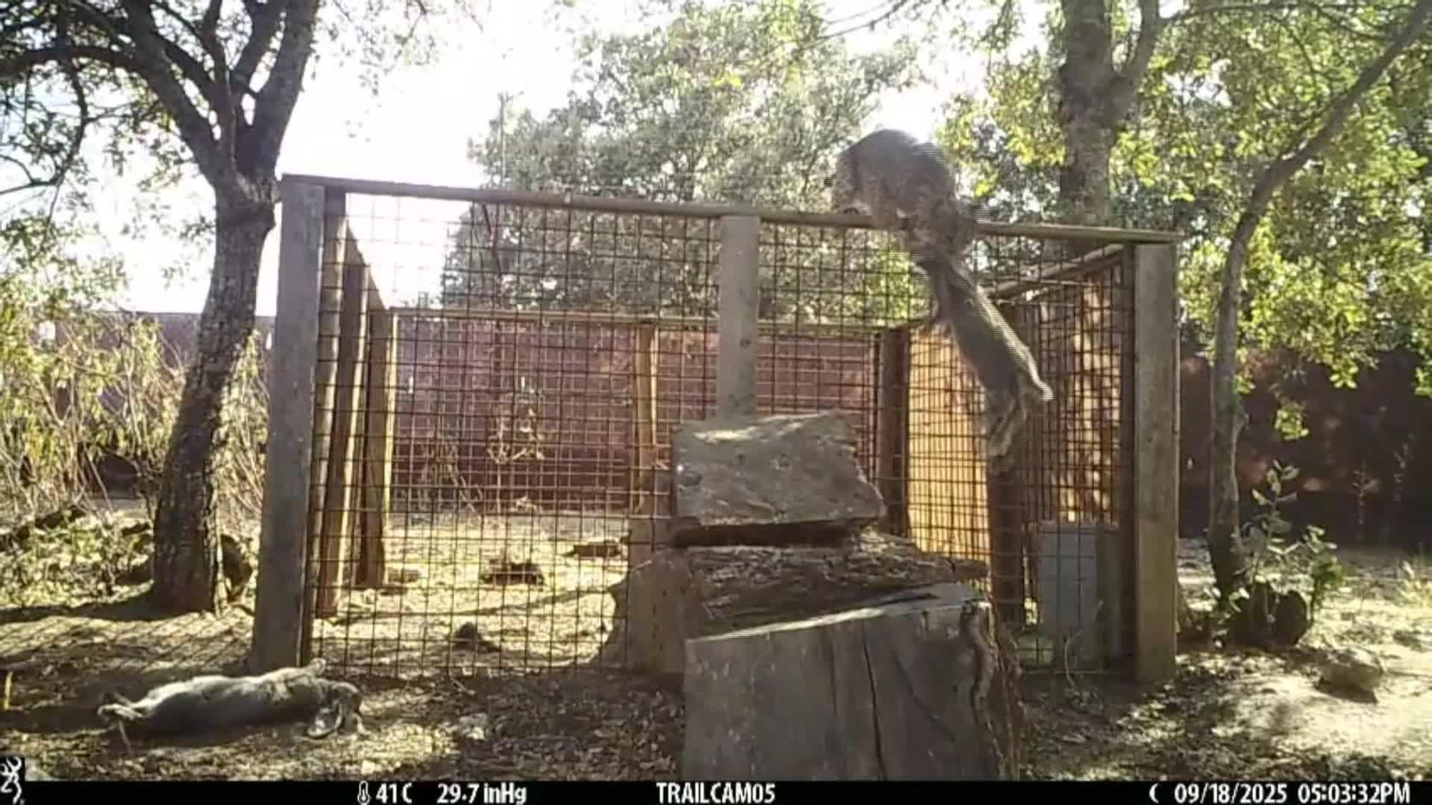 M038-MURCIA LIBERACIÓN LINCE IBÉRICO