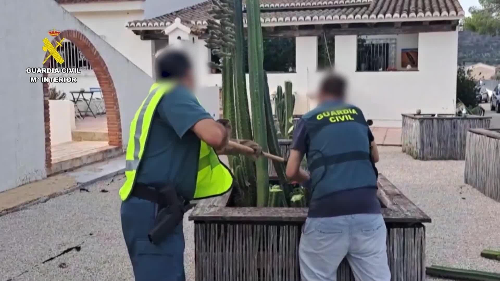 va operacion ayahuasca
