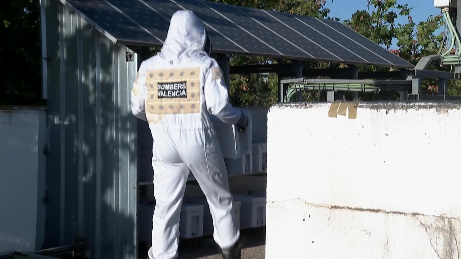 web enjambres abejas