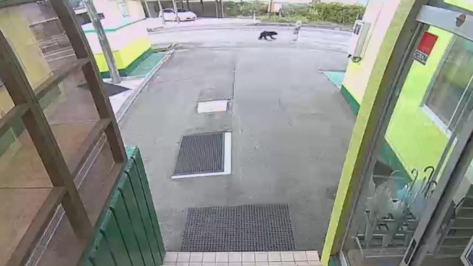 Oso