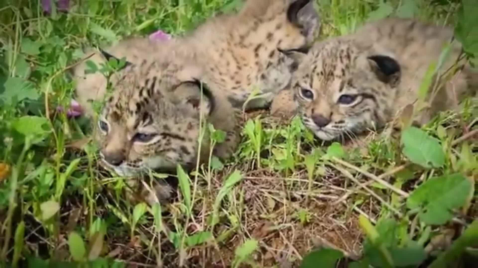 V057-MADRID CAMADAS LINCES