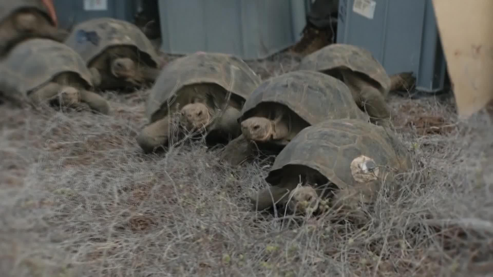 S008-ECUADOR TORTUGAS REGRESAN A GALAPAGOS