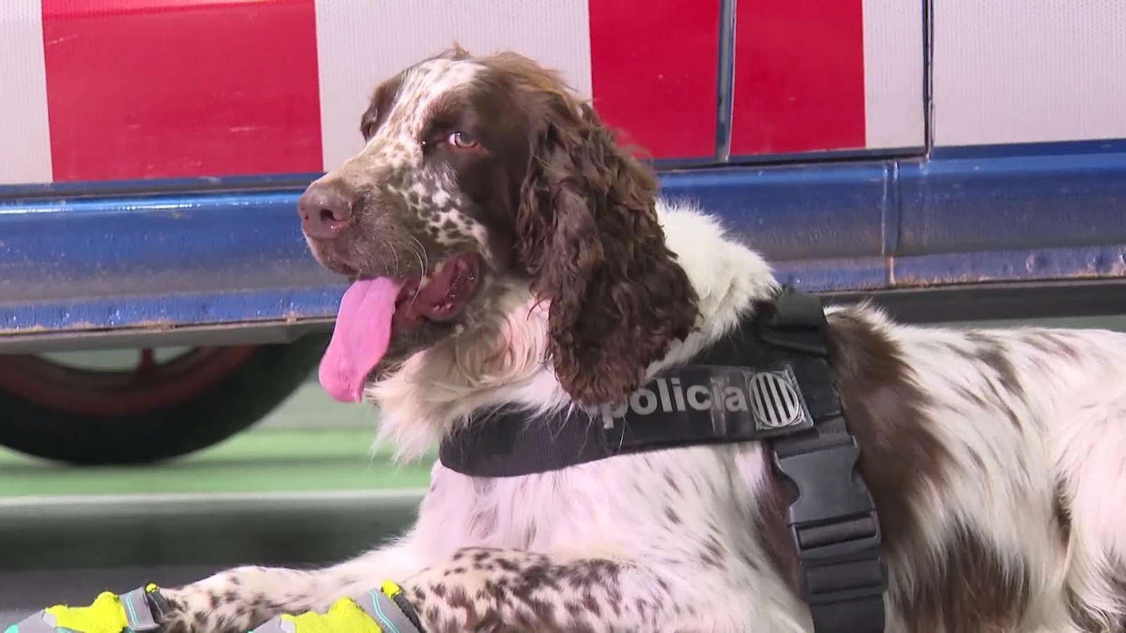 va perro policia incendios barcelona OK