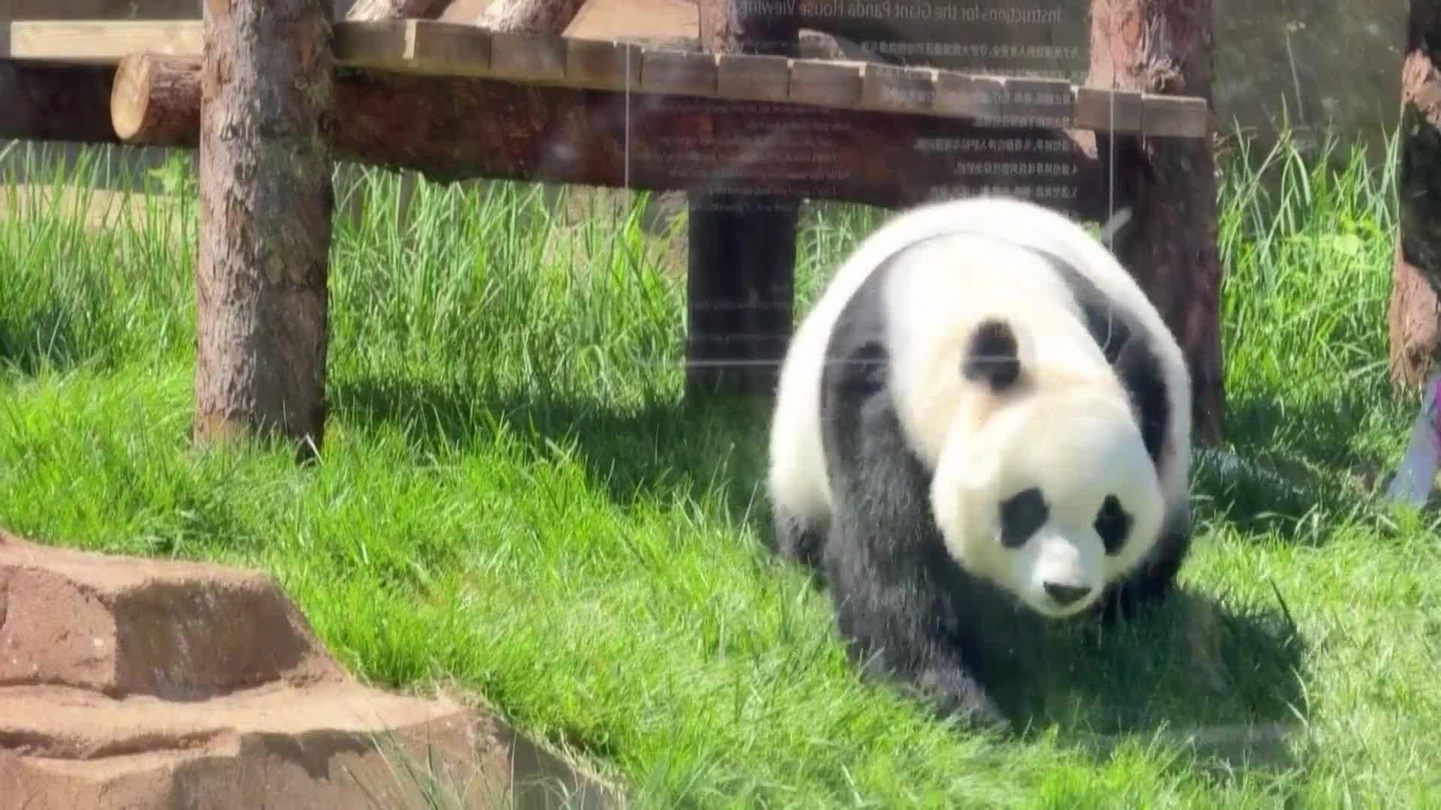 va nuevo zoo pandas gigantes china