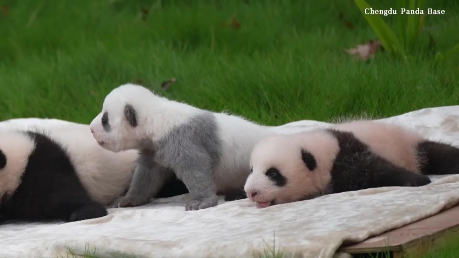 va pandas china