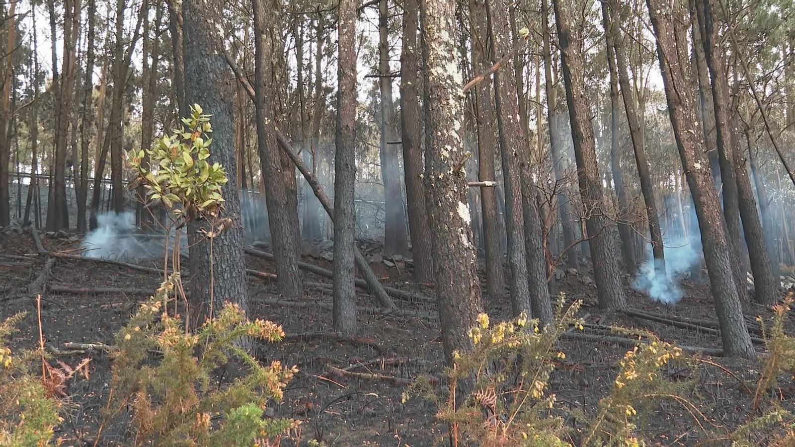 M065 A CORUÑA CAION BALANCE INCENDIOS frame 2442