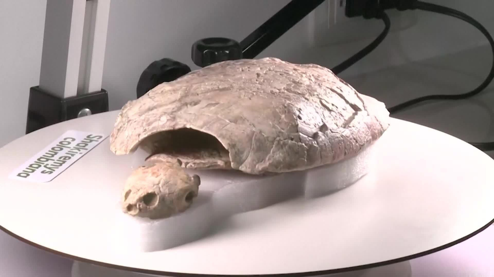 va colombia fosil tortuga