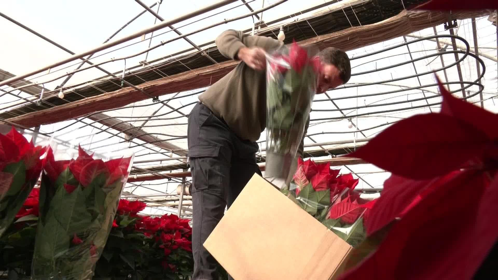 L002-EDI SEVILLA FLORES DE PASCUA TEMPORADA