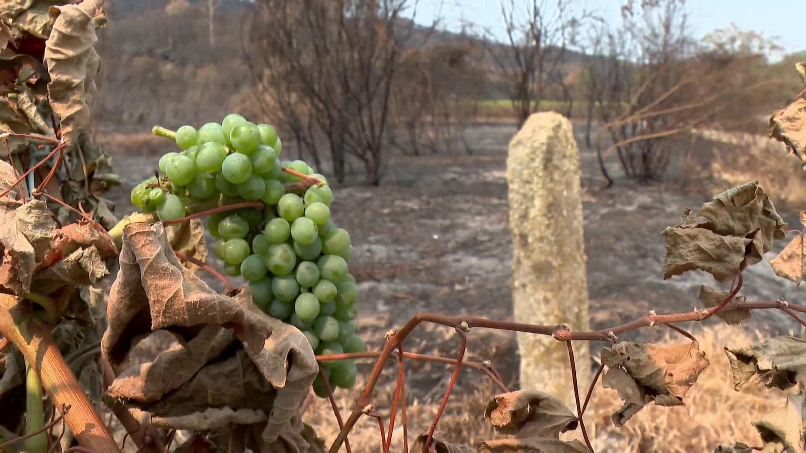 Las consecuencias económicas de los fuegos, agriculores, ganaderos y apicultores arruinados