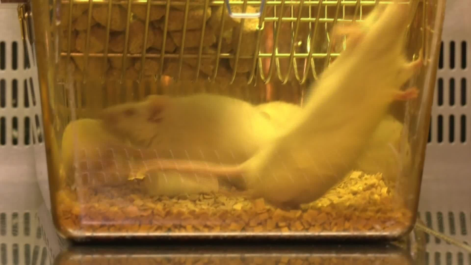 V002-EDI VARIOS LEUCEMIA GENETICA